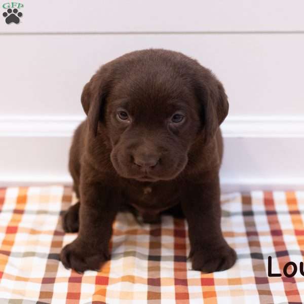 Louie, Chocolate Labrador Retriever Puppy